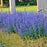 Catmint, Cat's Meow Catmint