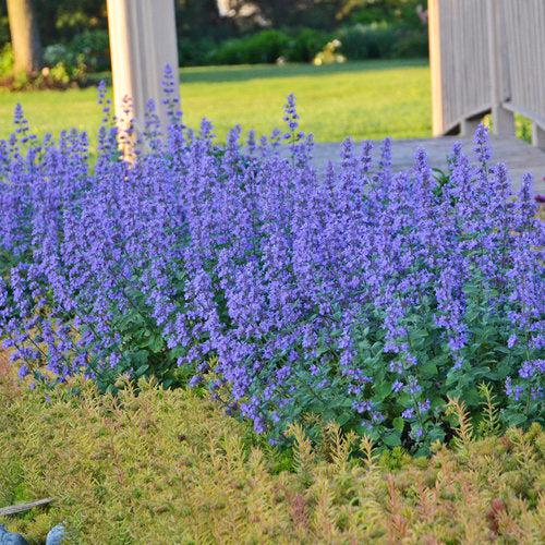 Catmint, Cat's Meow Catmint