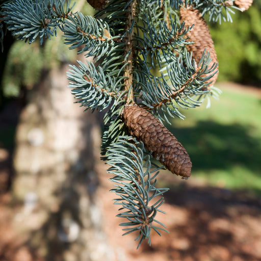 Spruce, Meyer Spruce