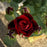 Rose, Don Juan Climbing Rose