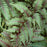 Fern, Japanese Painted Fern