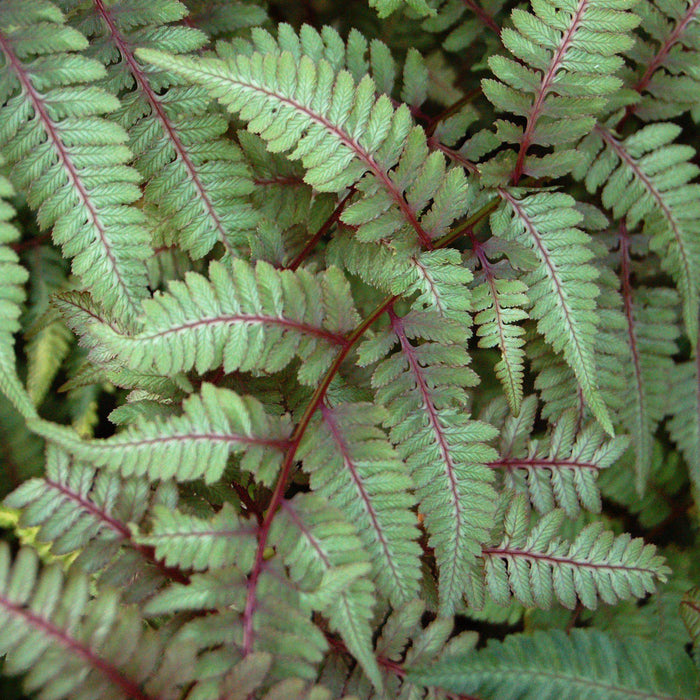 Fern, Japanese Painted Fern