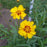 Tickseed, Tequila Sunrise Tickseed