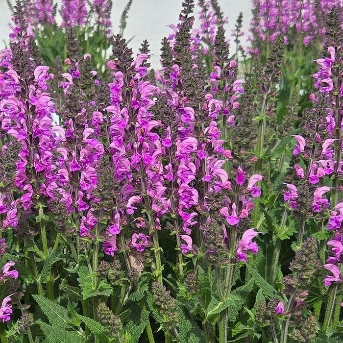 Salvia, Color Spires® Back to the Fuchsia Salvia