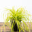 Sedge, EverColor® Everillo Sedge