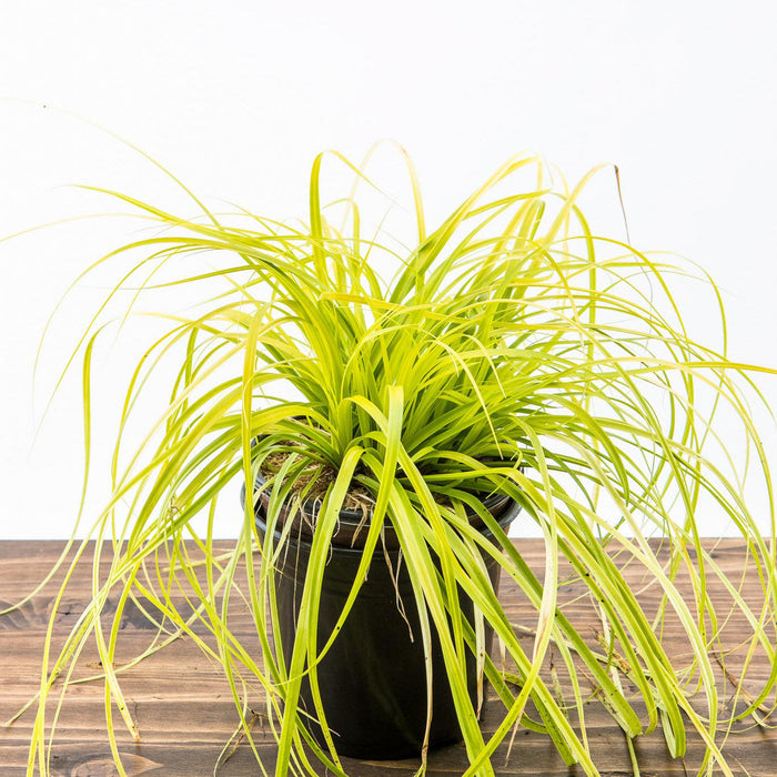 Sedge, EverColor® Everillo Sedge