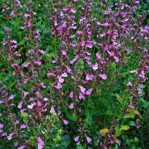 Germander, Wall Germander