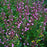 Germander, Wall Germander