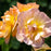 Rose, The Lark Ascending® Rose