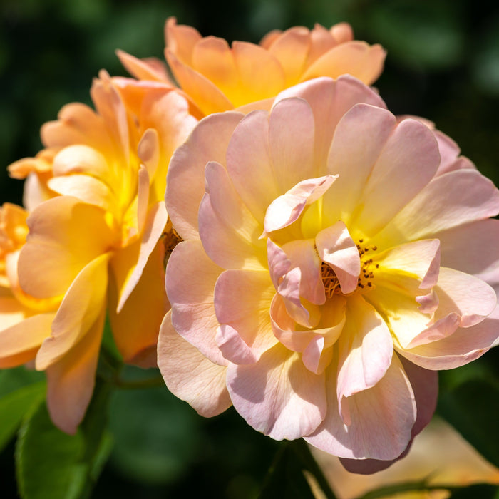 Rose, The Lark Ascending® Rose