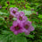 Raspberry, Flowering Raspberry
