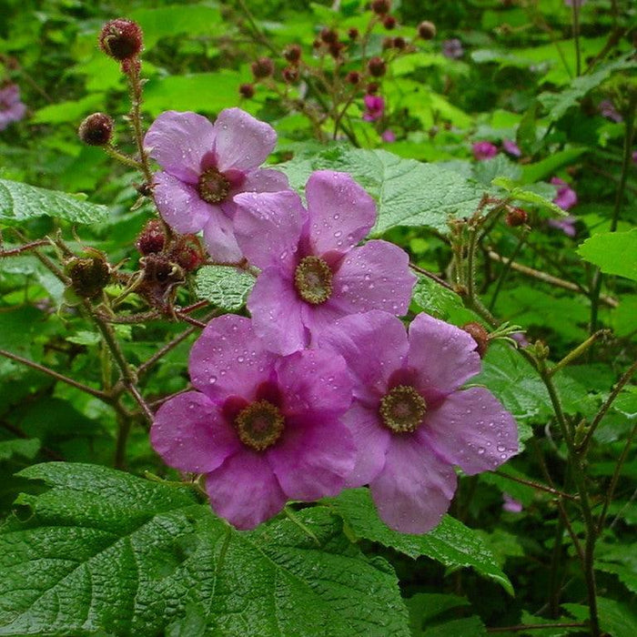 Raspberry, Flowering Raspberry