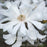 Magnolia, Royal Star Magnolia