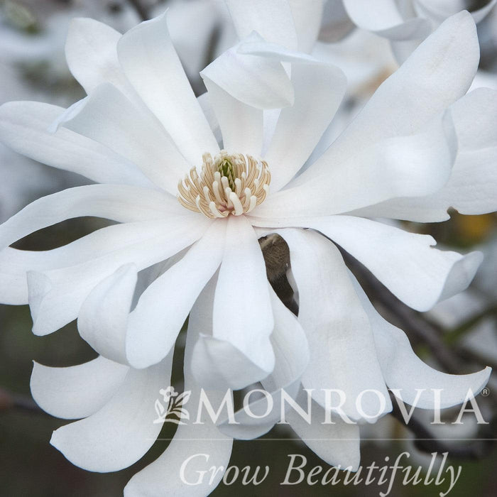 Magnolia, Royal Star Magnolia