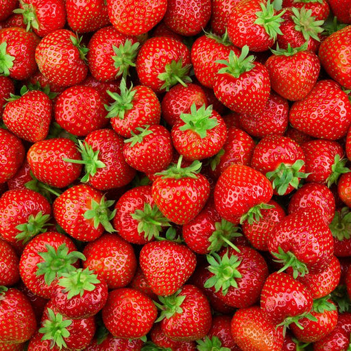 Strawberry, Earliglow Strawberry