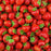 Strawberry, Earliglow Strawberry