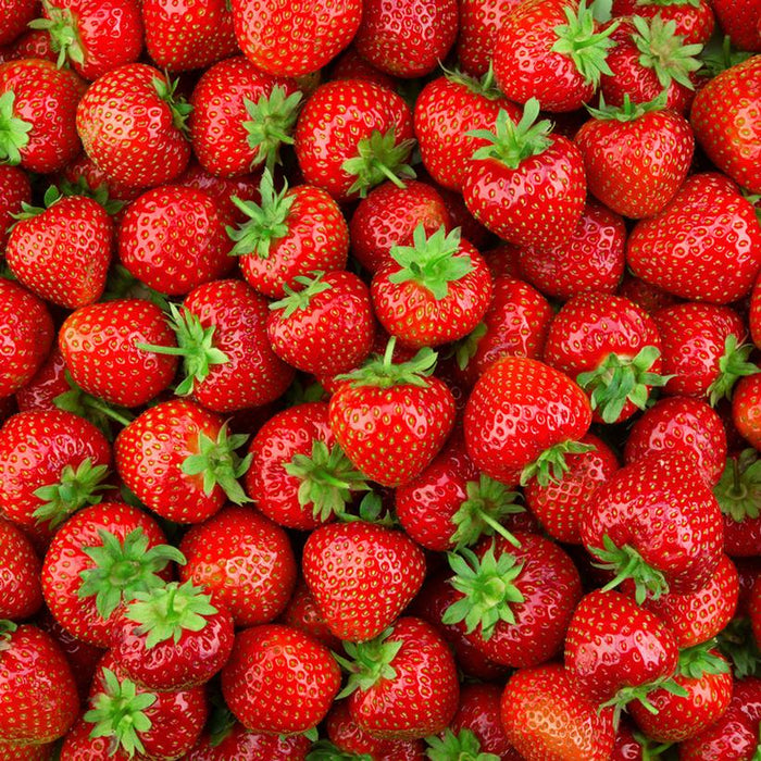 Strawberry, Earliglow Strawberry