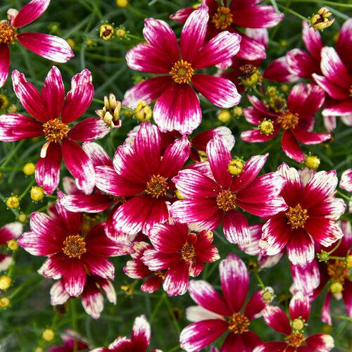 Tickseed, Designer Threads™ Heartstrings Coreopsis