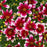 Tickseed, Designer Threads™ Heartstrings Coreopsis