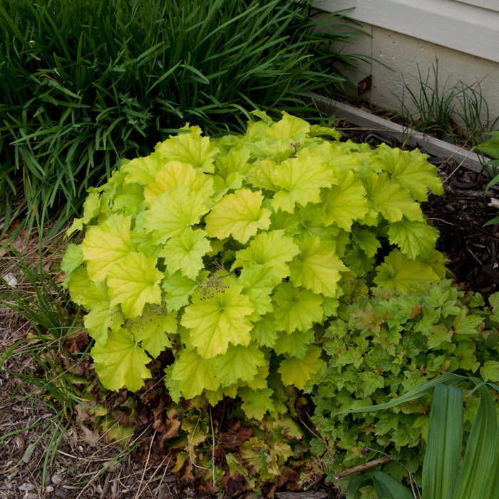 Coral Bells, Guacamole Heuchera