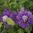 Clematis, Regal® Diamantina™ Clematis