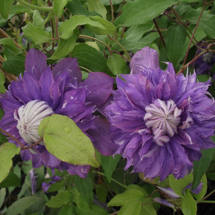 Clematis, Regal® Diamantina™ Clematis