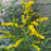 Goldenrod, Fireworks Goldenrod
