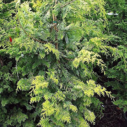 False Cypress, Golden Hinoki False Cypress