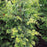 False Cypress, Golden Hinoki False Cypress