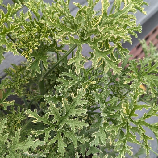 Mosquito Plant, Lady Plymouth Variegated