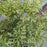 Mosquito Plant, Lady Plymouth Variegated