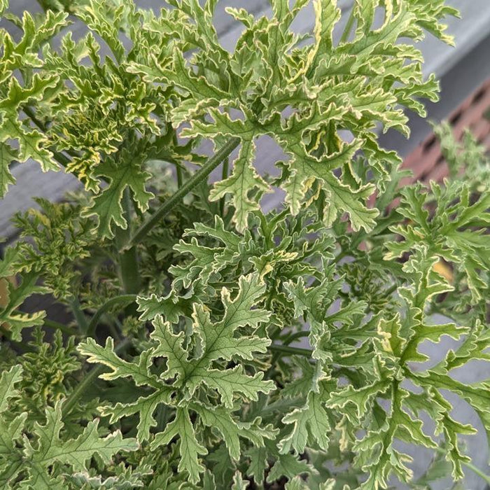 Mosquito Plant, Lady Plymouth Variegated