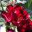 Rose, Don Juan Climbing Rose