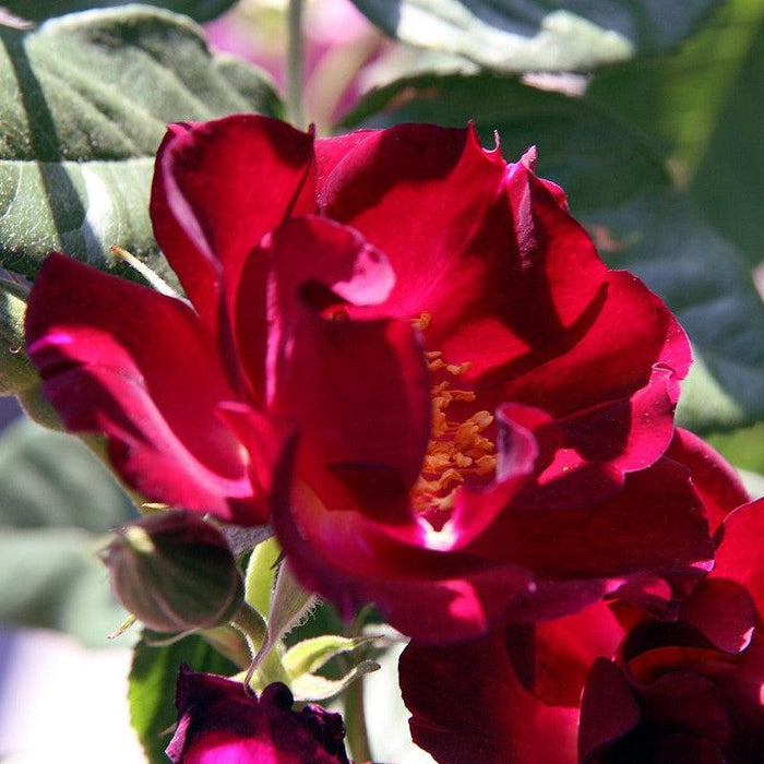 Rose, Don Juan Climbing Rose