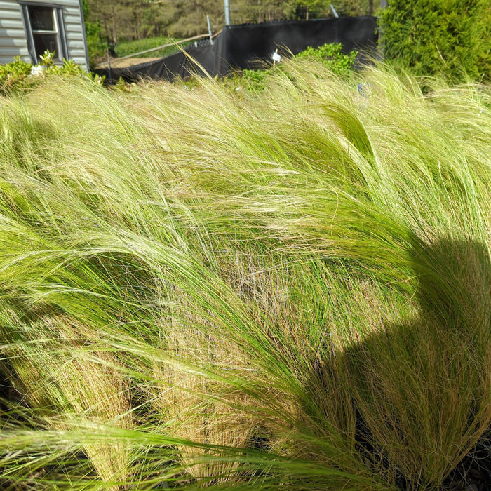 Grass, Mexican Feather Grass