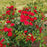 Rose, Flower Carpet® Mini Cherry Rose