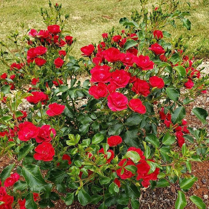 Rose, Flower Carpet® Mini Cherry Rose