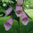 Digitalis purpurea  'Camelot Lavender'  - Camelot Lavender Foxglove