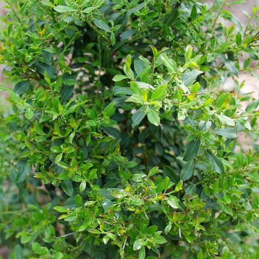 Holly, Squeeze Box® Inkberry Holly