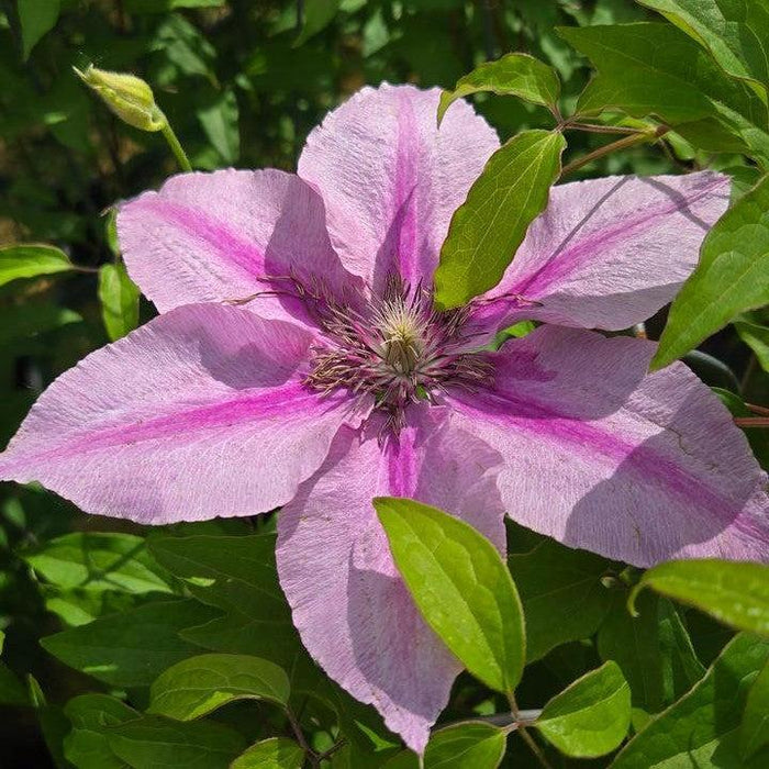 Clematis, Rosalie™ Clematis
