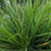 Grass, Pixie Fountain Tufted Hair Grass