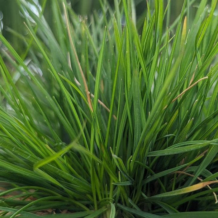 Grass, Pixie Fountain Tufted Hair Grass