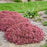 Sedum ‘Popstar’  - Rock 'N Round™ Popstar Stonecrop