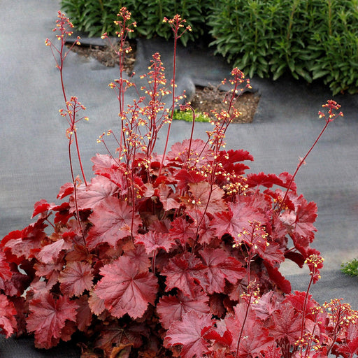 Coral Bells, Northern Exposure™ Red Heuchera