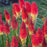Torch Lily, PW® Pyromania® Rocket's Red Glare Red Hot Poker