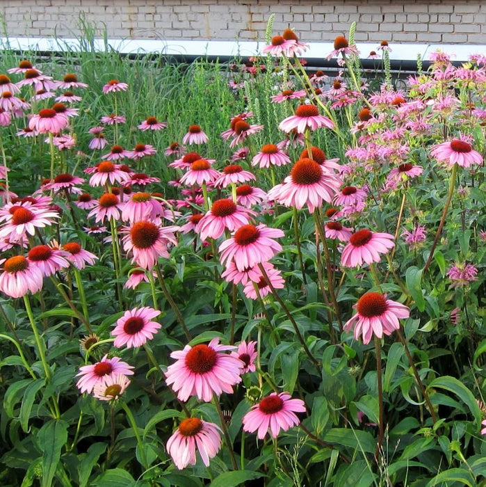Coneflower, Magnus Echinacea, Coneflower
