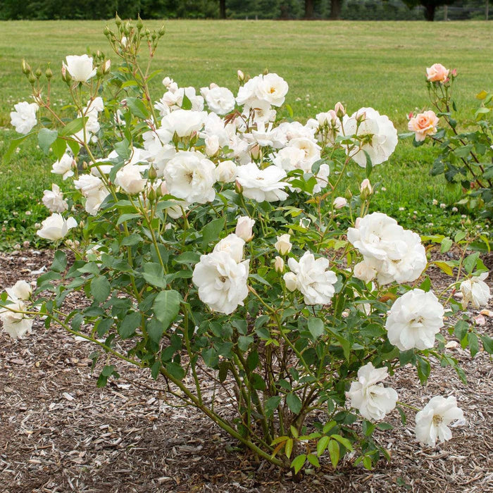 Rose, Iceberg Rose