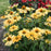 Coneflower, Color Coded® One in a Melon Echinacea