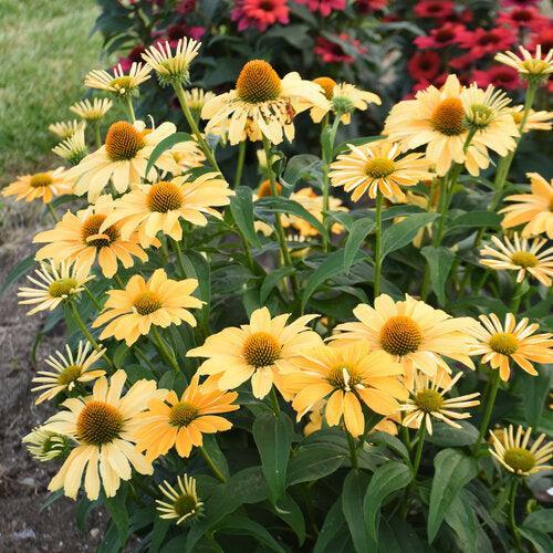 Coneflower, Color Coded® One in a Melon Echinacea