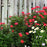 Rose, Flower Carpet® Red Rose